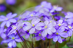 Early spring beautiful flowers. Amazing elegant artistic image nature in spring. Hepatica nobilis