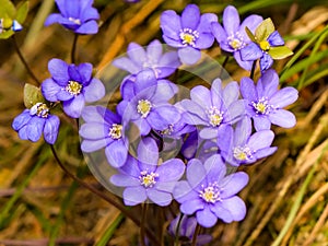 Early spring beautiful flowers. Amazing elegant artistic image nature in spring. Hepatica nobilis