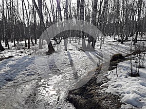 Early spring in a birch grove. Melting snow and puddles on the road in the forest. Scenery. Seasonal rural scene.