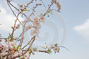 Early spring blooming Almond tree flowers and branches over blue sky nature background