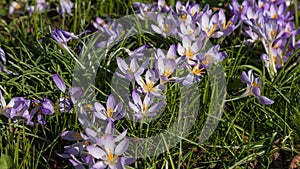 Early spring blooming flowers. Violet crocus field. Floral carpet