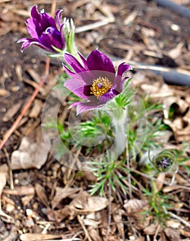 Early spring blooms and flowers in nature