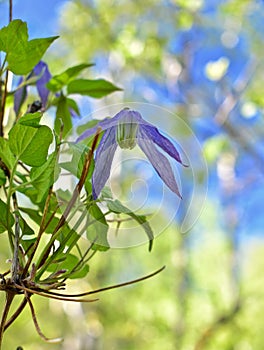 Early spring blooms and flowers in nature