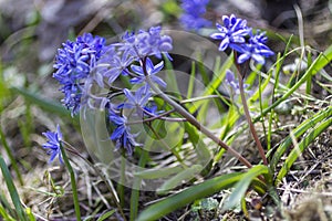 Early spring blue flowers. Ground without grass