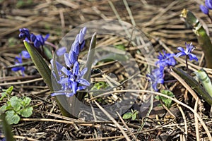 Early spring blue flowers. Ground without grass