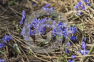 Early spring blue flowers. Ground without grass