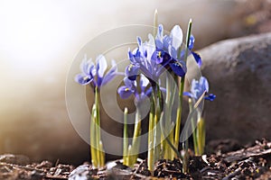 Early spring blue irises in the sun