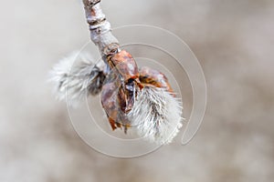 Early spring bud, soft, shaggy and white coming forth from its r