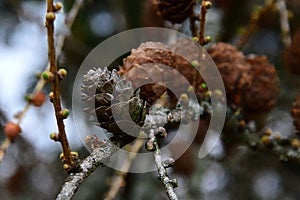 Early spring buds and cones of coniferous Larch tree hybrid called Dunkeld Larch