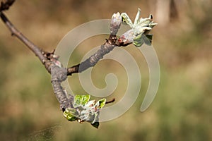 Early spring, buds swelled and spreads first leaves of fruit tree, pear