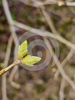 Early spring, buds swelled and spreads first leaves of fruit tree. Spring agricultural work is begins.Fresh green