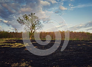 Early spring burned vegetation of a meadow near the forest. Dark ash on the land ground after grass fires. Natural disaster