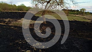 Early spring burned vegetation of a meadow near the forest. Dark ash on the land ground after grass fires. Natural disaster endang