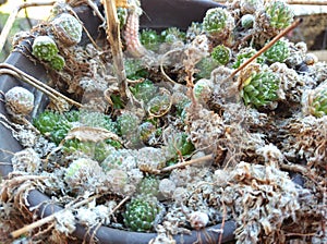 Early spring cactus seedlings in the pot