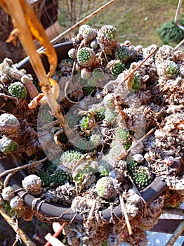 Early spring cactus seedlings in the pot