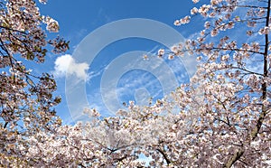 Flowering cherrytree lovely pink flower and a blue sky photo