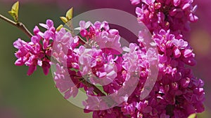 Early Spring. Cercis Siliquastrum Is Deciduous Tree. Pink Flowers On Judas Tree. Close up.