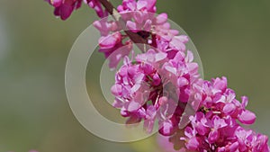 Early Spring. Cercis Siliquastrum Is Deciduous Tree. Pink Flowers On Judas Tree. Close up.