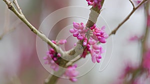 Early Spring. Cercis Siliquastrum Is Deciduous Tree. Pink Flowers On Judas Tree. Close up.