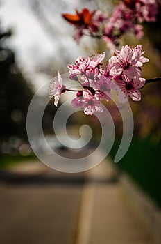 Early Spring Cherry Blossom Near Lake