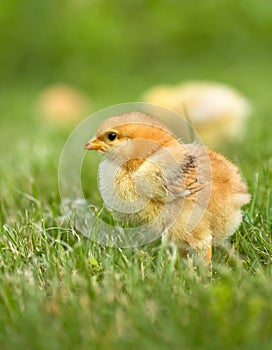 Presto in arrivo primavera 