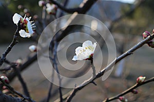 In early spring when the chill still lingers, plum blossoms have begun to bloom