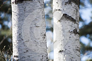 Early spring with closeup of bark of birch tree trunks in spring sunlight