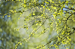 Early spring with closeup of fresh green leaves of birch tree branch in spring sunlight