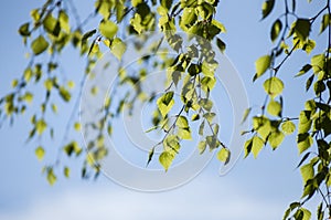 Early spring with closeup of fresh green leaves of birch tree branches in spring sunlight on blue sky background