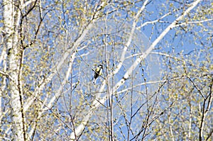 Early spring with closeup of great tit and first fresh leaves of birch tree branches in spring sunlight