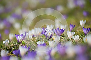 early spring crocus in the alps, purple and white. blurry background.