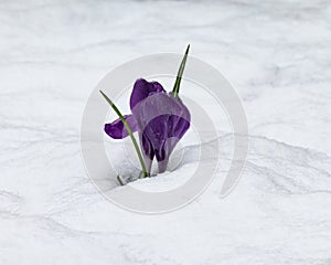 Early spring Crocus plant in fresh snow