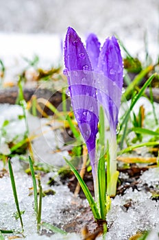 Early spring Crocuses