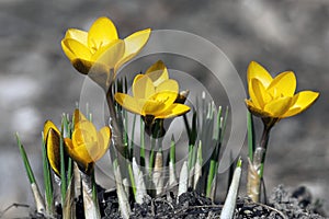 Early Spring Crocuses - Yellow