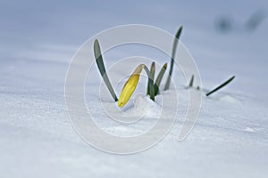Daffodil Flower Covered in Snow