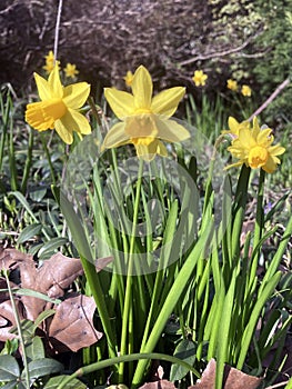 Early spring daffodils in Garden surroundings