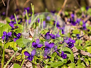 Early spring dark purple flowers sweet violet or wood violet on the edge of the forest in clearing between green and dry leaves