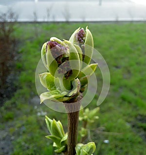 Early spring. Disclosing the little lilac Bud photo