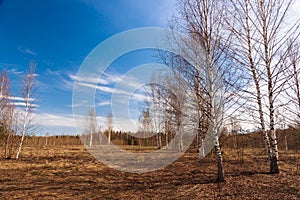 Early spring field with birch trees and forest on the background