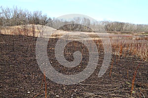 Early Spring Field After a Controlled Burn