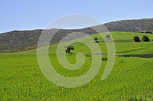 Early Spring in the fields and hills of Boeotia, Greece
