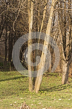 Early spring - the first green grass in the city