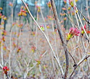 Early spring. The first leaves 2.