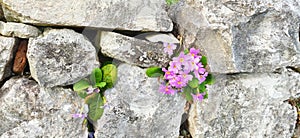 Early spring flower in the crevice of the fortress wall