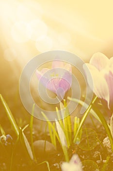 Early spring flower crocus on sunny background