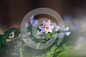 Early spring flower pink anemone nemorosa on the background of bokeh green grass. Majestic nature wallpaper with forest flowers.