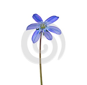 Early spring flower of Siberian Squill (Scilla siberica) isolated on white background. Large DOF