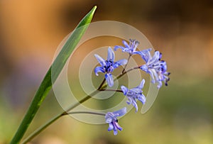 An early spring flower. wild flower hyacinthl