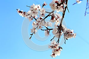 Early spring flowering apricot close up