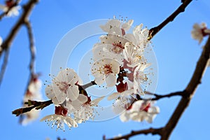 Early spring flowering apricot close up